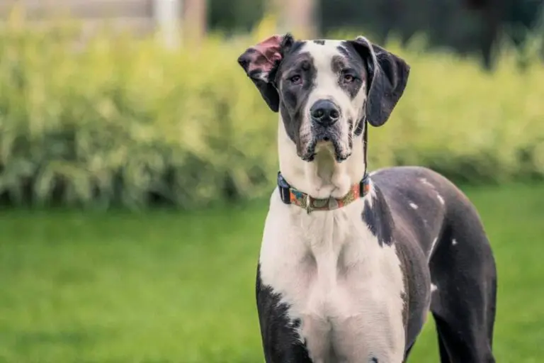 how much do great danes eat 1707340316 1