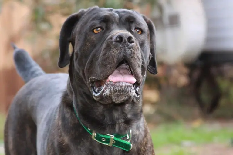 how much does a cane corso eat 1707327557 2