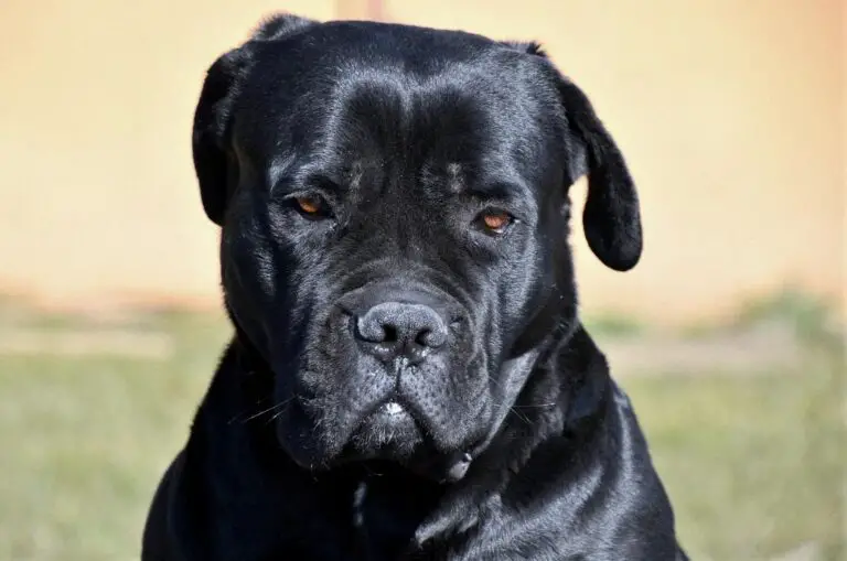 how much is cane corso puppy 1707327397 2