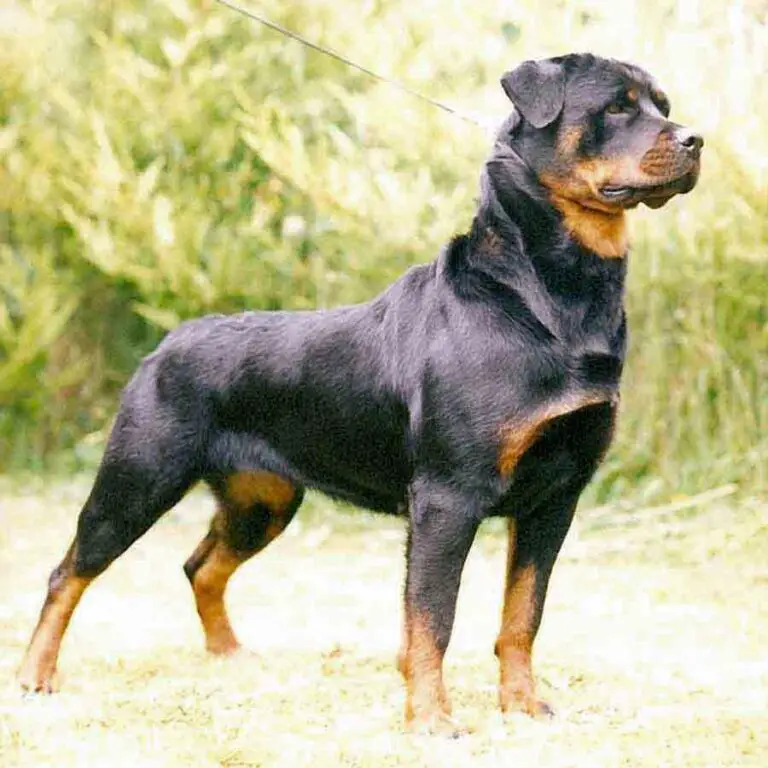 how much rottweiler puppies cost 1707344943 1