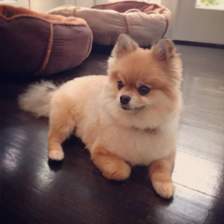 what do pomeranians usually die from 1707342959 1