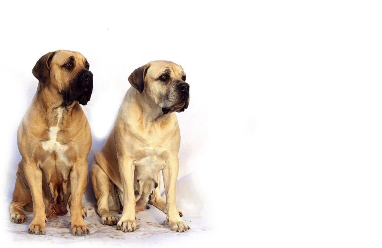 what is the biggest mastiff dog 1707342256 1