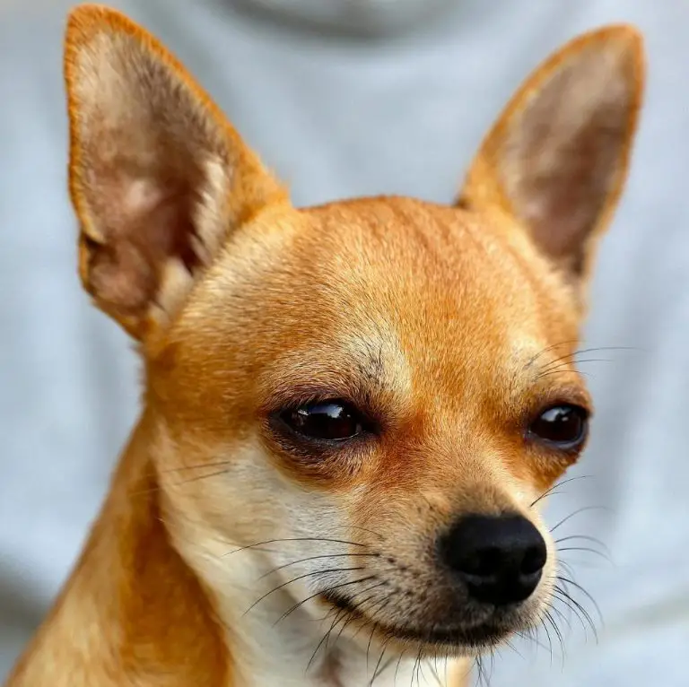 Chihuahuas 67 9